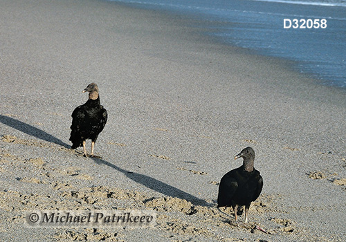 American Black Vulture (Coragyps atratus)
